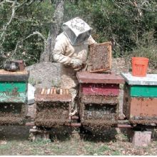 Perch si protegge l'apicoltore? Perch le api vogliono pungerlorlo?